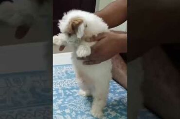 cute little bunny dancing/Lhasa apso breed