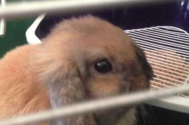 My New Baby Bunny