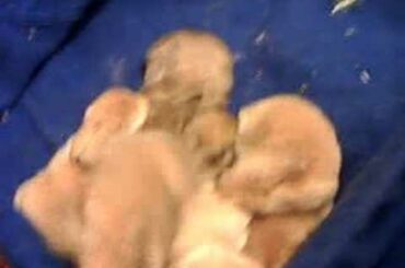Pile of baby bunnies