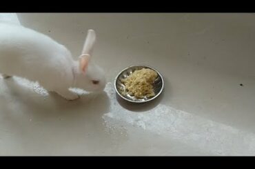 Bunnies Live Streaming