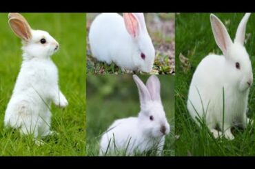Funny Baby Bunny Rabbit Videos Compilation - Cute Rabbits