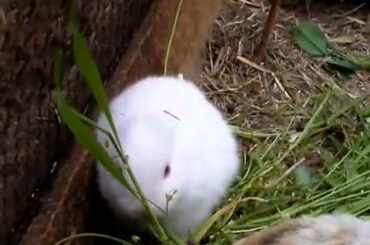 New born rabbit baby with no ears after the japan nuclear explosion