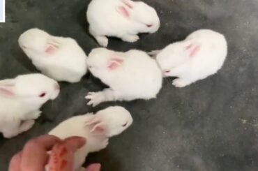 Funny & cute one month older baby Rabbits / কিউট কিউট খরগোশের বাচ্চা | Aria Mahek