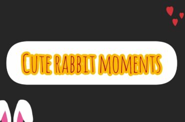 Cute Rabbit Moments