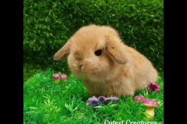 Cute Baby Bunnies || Newborn Baby Bunnies || Baby Rabbits Videos Compilation