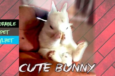 My cute little bunny | Cute pet | Sylheti vlogger | Daily Vlogg | Adorable pet | bangladesh | bunny
