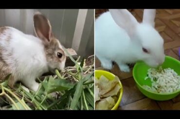 Funny and Cute Baby Bunny Rabbit Videos Baby Animal Video Compilation 2020 | #animalsvideos