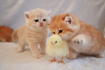 Teddy Kittens Best Moments | Funny cats baby | Little Cats | Cats with Chicken Black cats