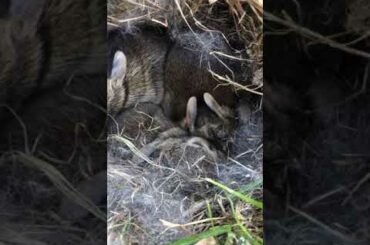 We found baby bunnies in our yard!