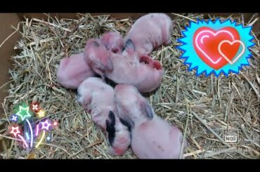 New Baby Bunnies | Cuteness Overload