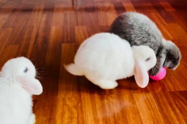 Rabbits Playing Football 🐰 Funny Bunny Playing | Cute Teddy Bunny