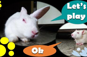 Rats and rabbit playing together