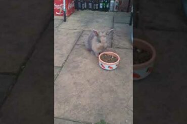 The adventures of Fred and Ted. Just a baby rabbit enjoying a bowl full of nuggets.