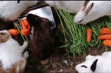 Cute Animal Rabbits as Pets Video | Rabbit Farming2020