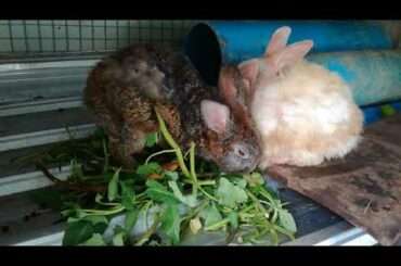 Rabbit, Rabbit Eating, Funny Baby Bunny Rabbit Videos Compilation, Cute Rabbits
