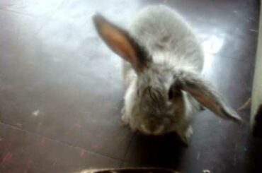 MY CUTE LITTLE BUNNY BUNS! - JULY 2009