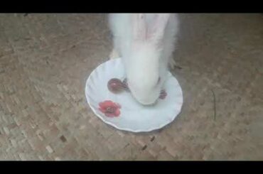 Cute bunny baby is eating grapes