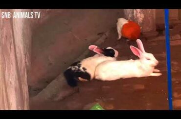 Lovable Bunny Rabbit Videos Compilation - Cute Rabbits
