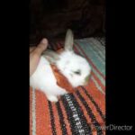 Baby bunny meets new home [adorable]