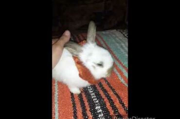Baby bunny meets new home [adorable]