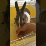 Cute Bunny grooming session turned into humping session
