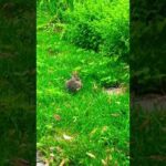 Cute Rabbit Hanging Out, Eating Grass, Standing Up