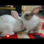 Rabbit Video