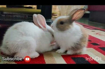 Rabbit Video