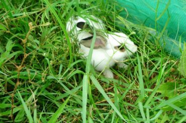 Cute bunny baby video in beautiful grass near village - Lccmooom Life