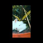 Happy Music With Cute Rabbit | Animal music
