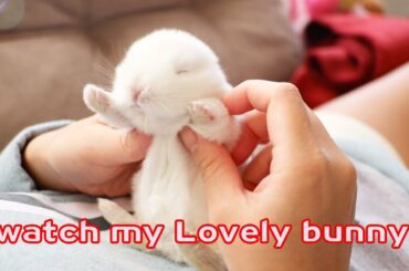 🐇🐇 The Cutest Baby Bunny Rabbit Compilation Ever