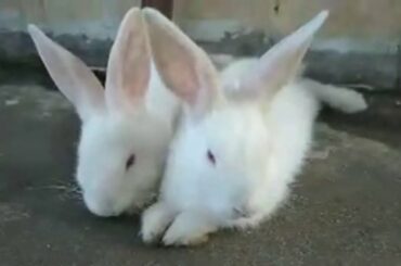 baby Bunnies