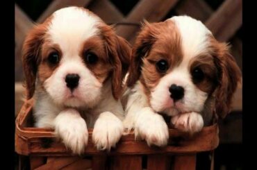 Cute Animal Videos compilation-Ultimate Stress Buster