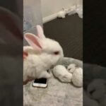 Cute little bunny’s  rabbit