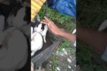 Cute Little rabbit | animal | rabbit | dheerendra soni