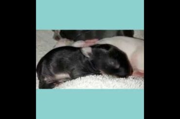 CUTTEST BABY RABBITS