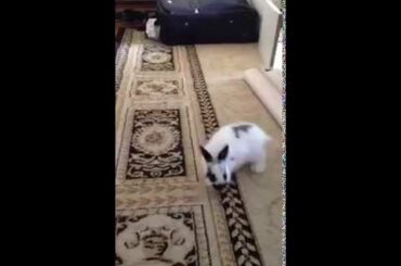 Baby bunny binking