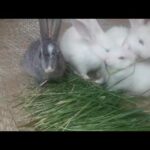 Baby bunnies are eating grasses /