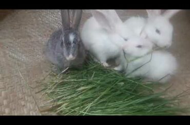 Baby bunnies are eating grasses /