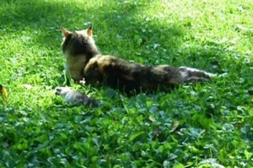 Elderly cat catching a baby bunny