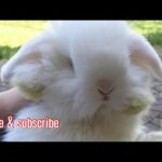 Chubby Rabbit video| Cute bunny moment.