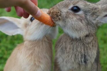 Top 10 most beautiful rabbits in the world | Funny baby bunny rabbit videos | cute rabbit |
