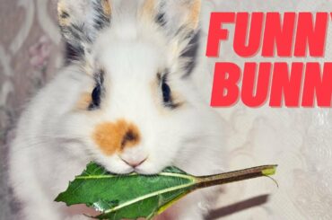 Funny and Cute Baby Bunny Rabbit Videos 🐇 Baby Animal Video Compilation