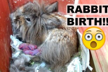 LIONHEAD RABBIT GIVES BIRTH UNEXPECTEDLY *AMAZING*