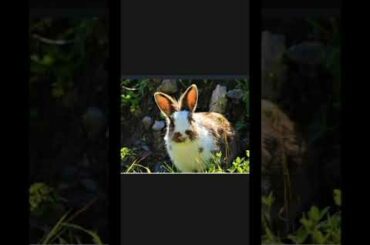 Cute Baby Bunny Washing Her Face
