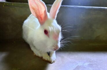 My bunnies doing the cutest things, EVER!