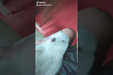 Cute rabbit