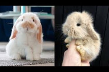 Cute Rabbit Compilation | Funny Rabbit Compilation | Funny Videos 2020 | Best of Bunnies