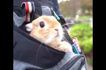 Baby rabbit in the bag