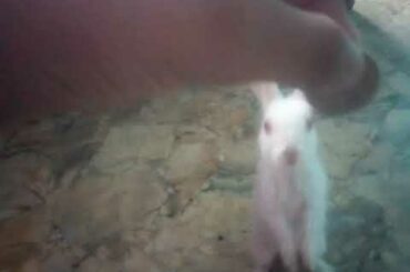 MY CUTE RABBIT